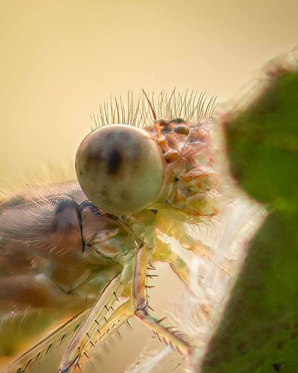 RohitSharma1785's tweet photo. The closer you look, the more unreal it gets 🔭

#OPPOCommunity
#OPPOFindX9Series
#OPPOTechStudio
#macro
#zoomchallenge
@oppo
@OPPOIndia
@ShotonOPPO
@OPPOCareIN
@colorosglobal
@Hasselblad 
@PeteLau https://t.co/mvae5oNWSs