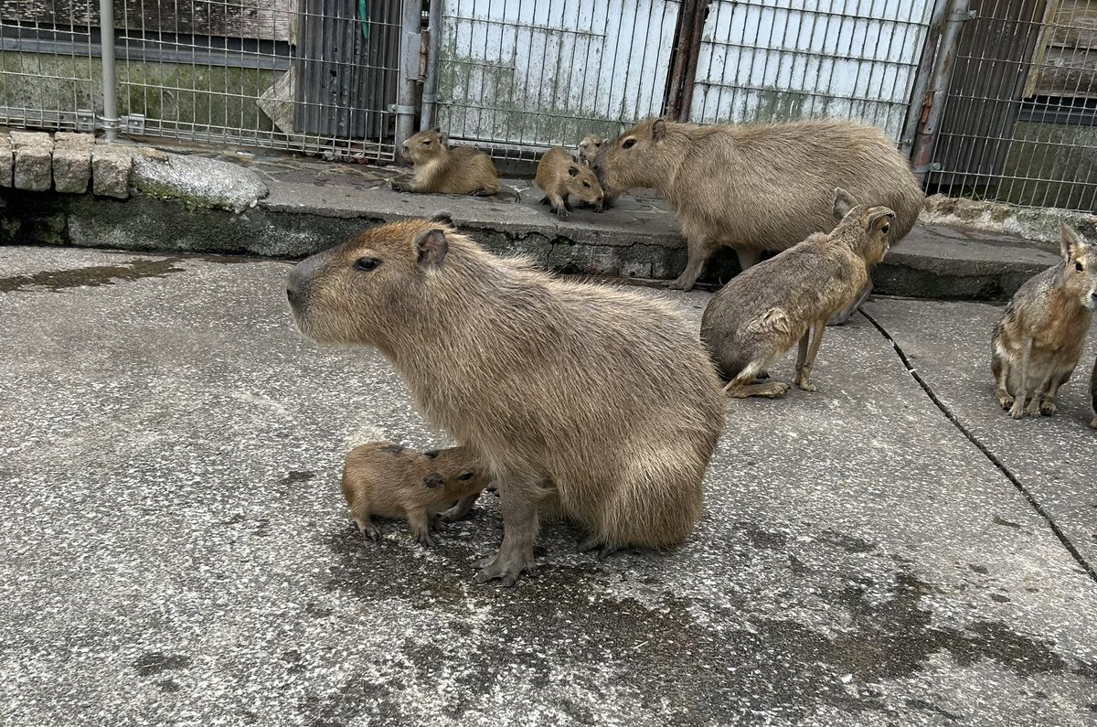 たろいも (@Taroimo07559096) / Posts / X