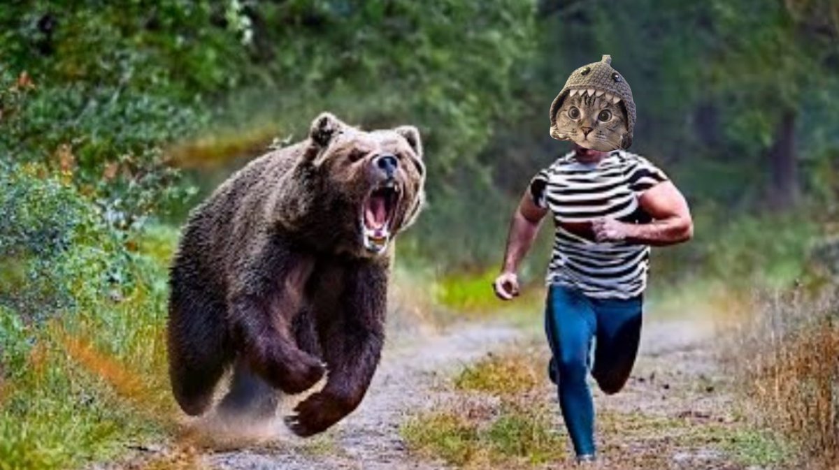 SharkCatSolana's tweet image. Just when you thought they were gone