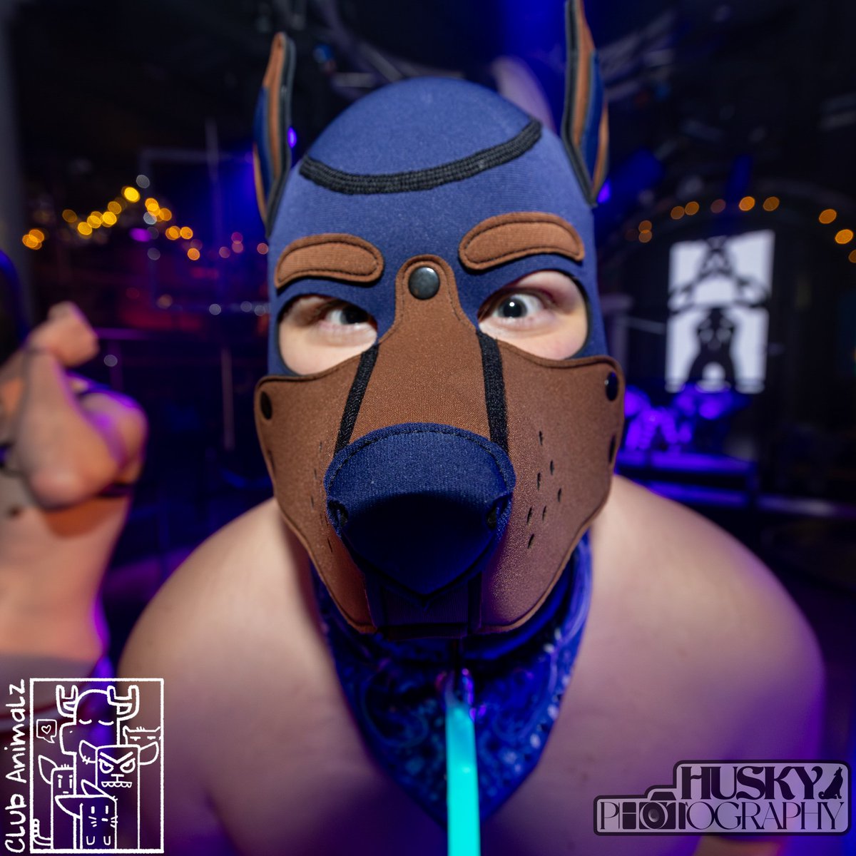 Fenris_OmegaPup's tweet photo. Woof woof, boop now.
#animalz https://t.co/EKt13NEA90
