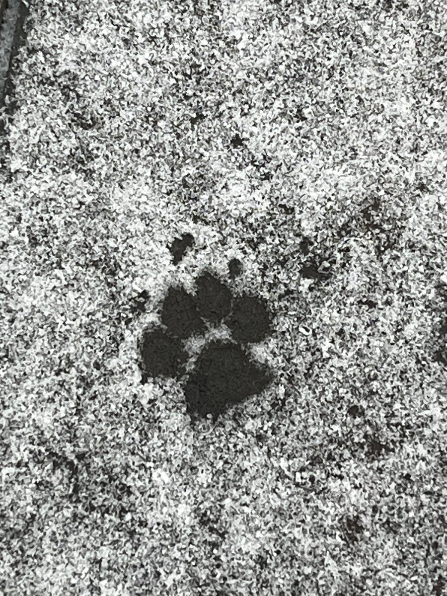 Measurable snowfall 🐾