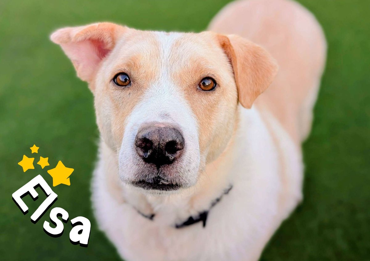 Some dogs are worth melting for and Elsa is certainly one of them❄️🤍

This gorgeous girl is super affectionate and has lots of love to give, even though she hasn't had the easiest start to life🥺

Check out her profile today! bit.ly/4pdgkNf

@dogstrust