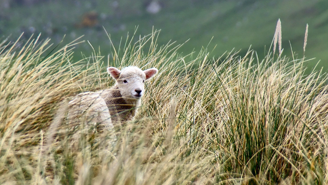 #StJerome ponders #Matthew 9:37 on Saturday of #Advent 1, “An abundant harvest signified the multitude of people. The few laborers signified the dearth of teachers. He commands them to ask the Lord of the harvest to send out…”
#Catholic #Dailymass patrolo.gy/h1o