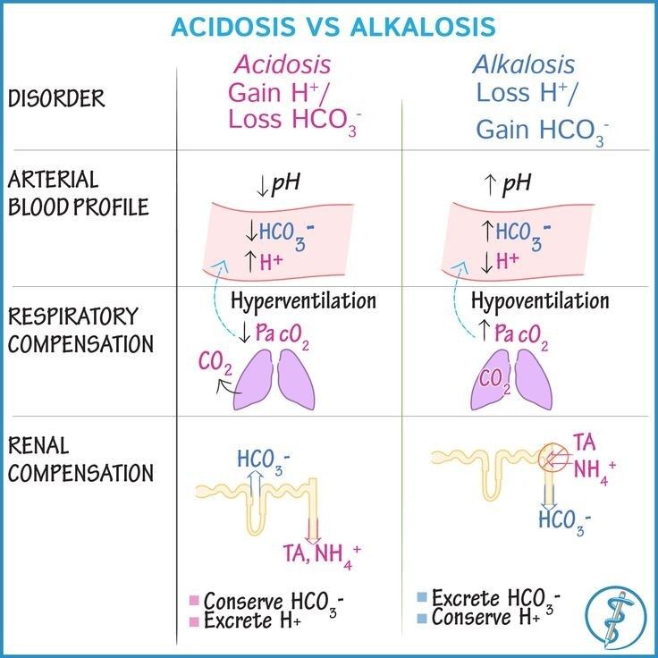 drsthanus's tweet photo. The key differences between acidosis and alkalosis in the body, focusing on the primary disorder, arterial blood profile changes, and compensatory mechanisms by the respiratory and renal systems. 

https://t.co/hSKHztVZ7c https://t.co/GhL1ZWre4R