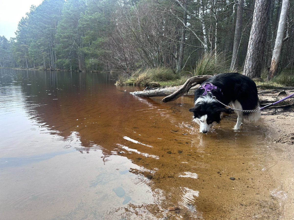 KinlochSusan's tweet photo. Two lochs trail. Loch Garten &amp; Loch Mallachie #6thDecember 🏴󠁧󠁢󠁳󠁣󠁴󠁿🐶🌳 https://t.co/PFw5VHoWXL