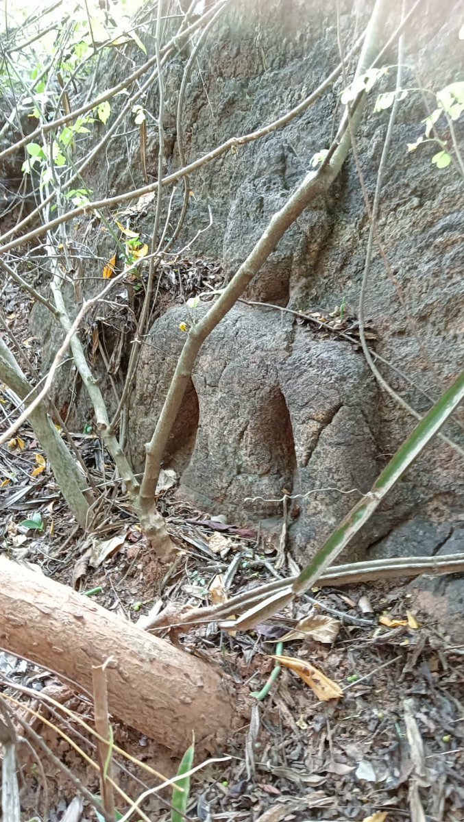 AyyangarBksr's tweet photo. *A new Buddhist site with rock-cut caves, and sculptures surfaced accidentally at Geddapalem
village, S Rayavaram,
Anakapalli dist., #AndhraPradesh.
(6th century CE) 
*The sculptures represent Vajrayana phase of Buddhism based on the features of iconography. 
_Director (Epi), ASI https://t.co/ujFp7wZwxg