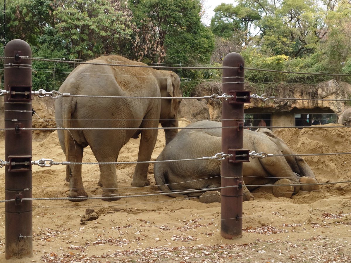 彩り豊かないい動物園だなぁ🫶
#上野動物園