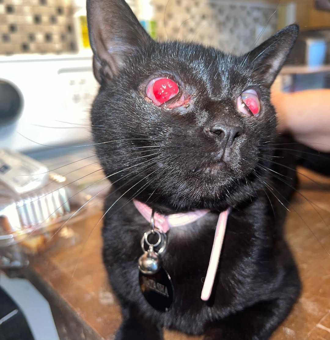 Cats of Meow York. tweet media