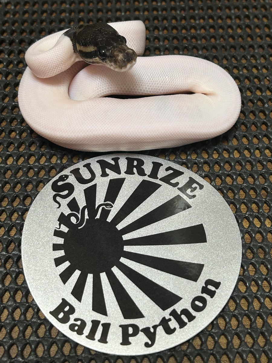 パック(Pac_Reptiles) tweet media