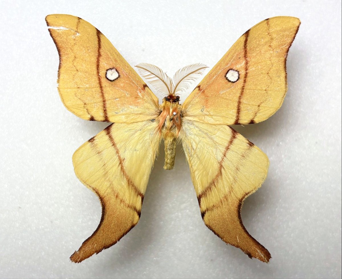 M0 (@mom0mom0mom0m00) / Posts / X