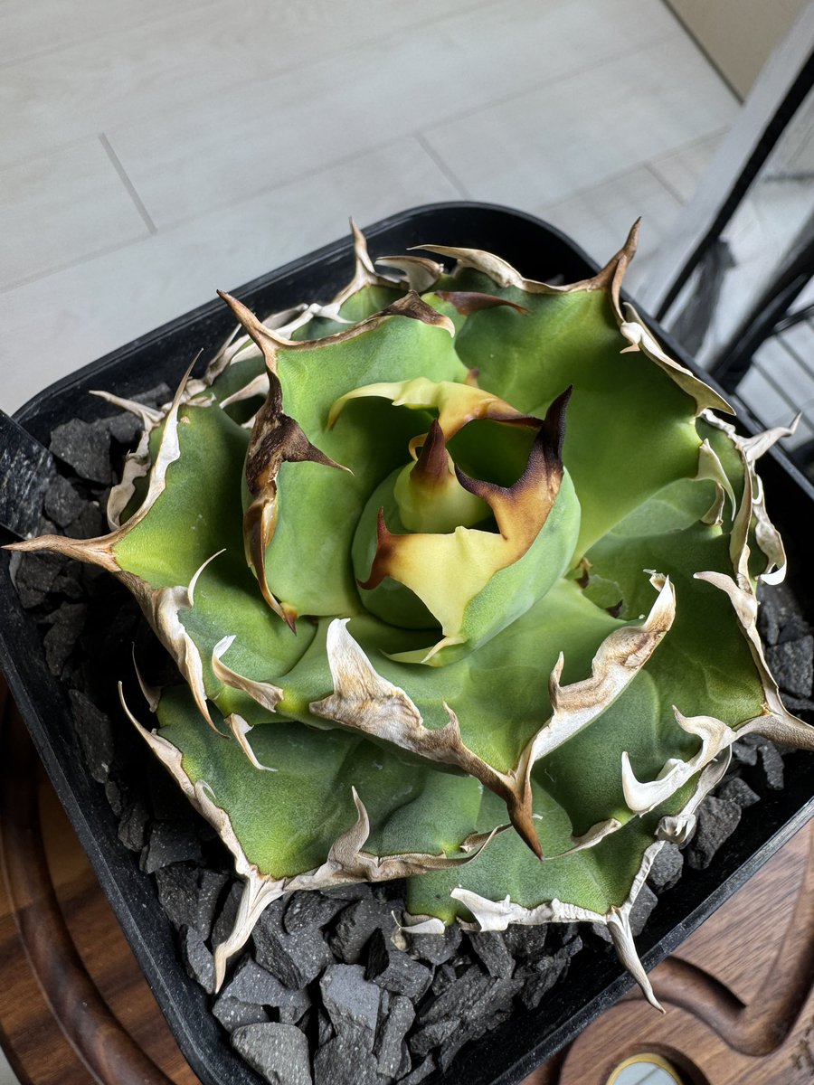 taro_agave's tweet photo. いいね〜 https://t.co/1RWpcr5Epv