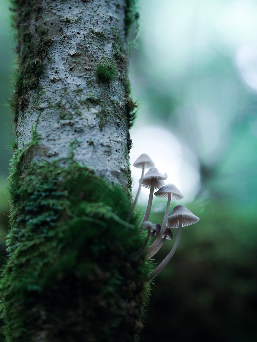 もんんも (@momo_mark2) / Posts / X