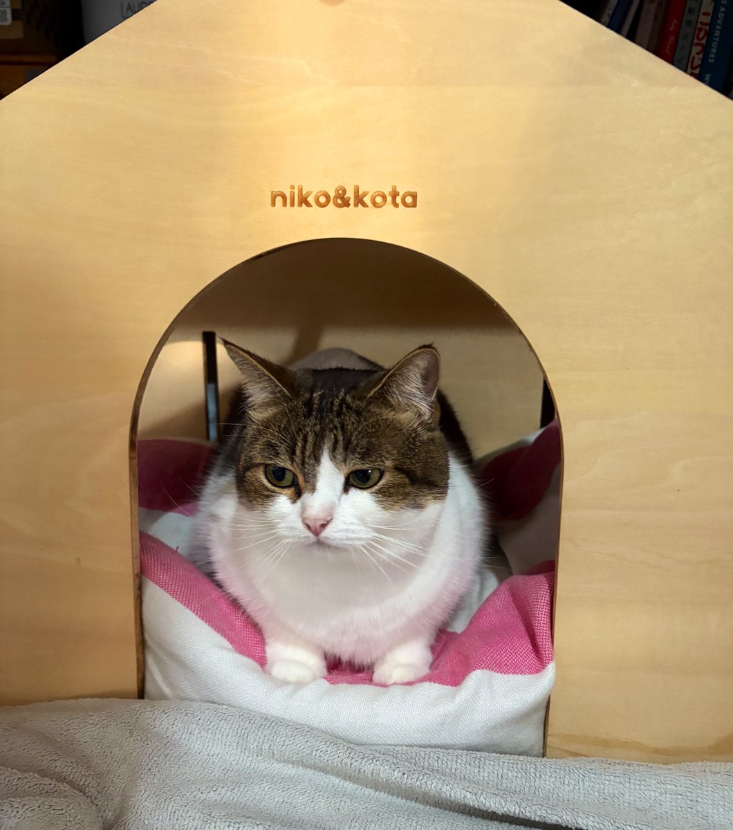 今日はKOTA'S HOUSEでおやすみにゃん🙀💤⭐️ Good night🌙 Buenas