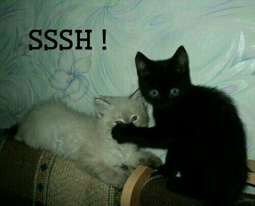 cats.jpg (@catsdotjpg) on Twitter photo 