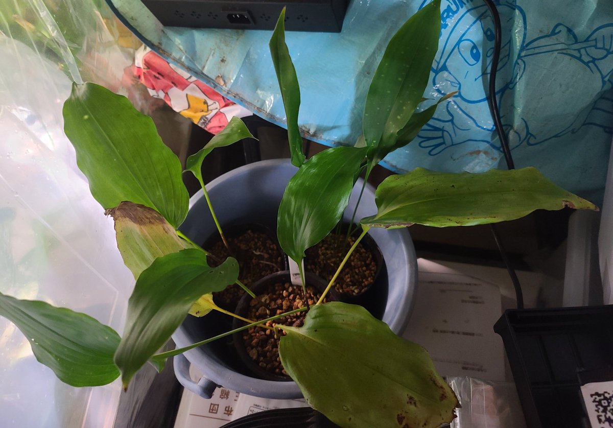 最近買ったもの

万年青
金峰山
翠丁　山田氏の実親
凱旋

Aspidistra
cavicola
pulchella　黒花
pulchella　黄花