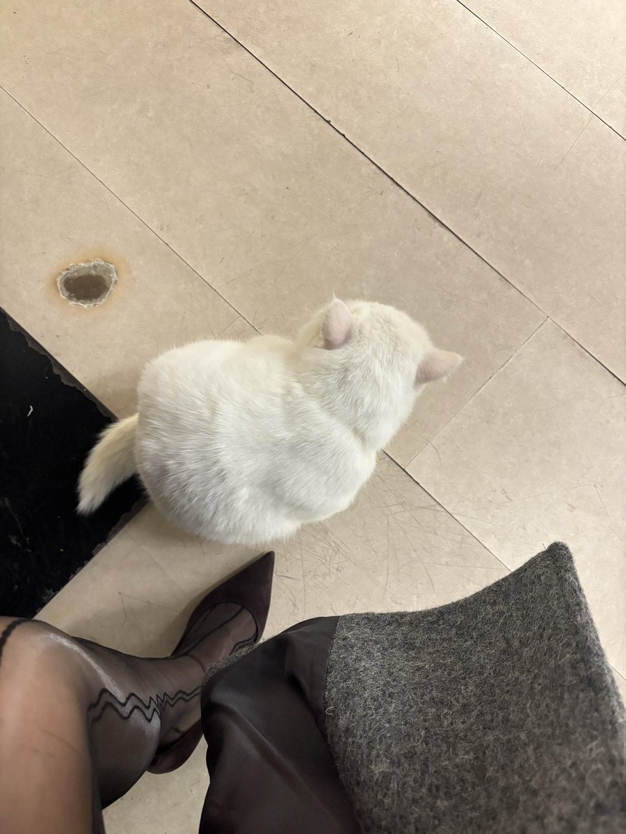 Lerer17er's tweet photo. 来吗？一起逗猫🐱 https://t.co/6creC6WOLg