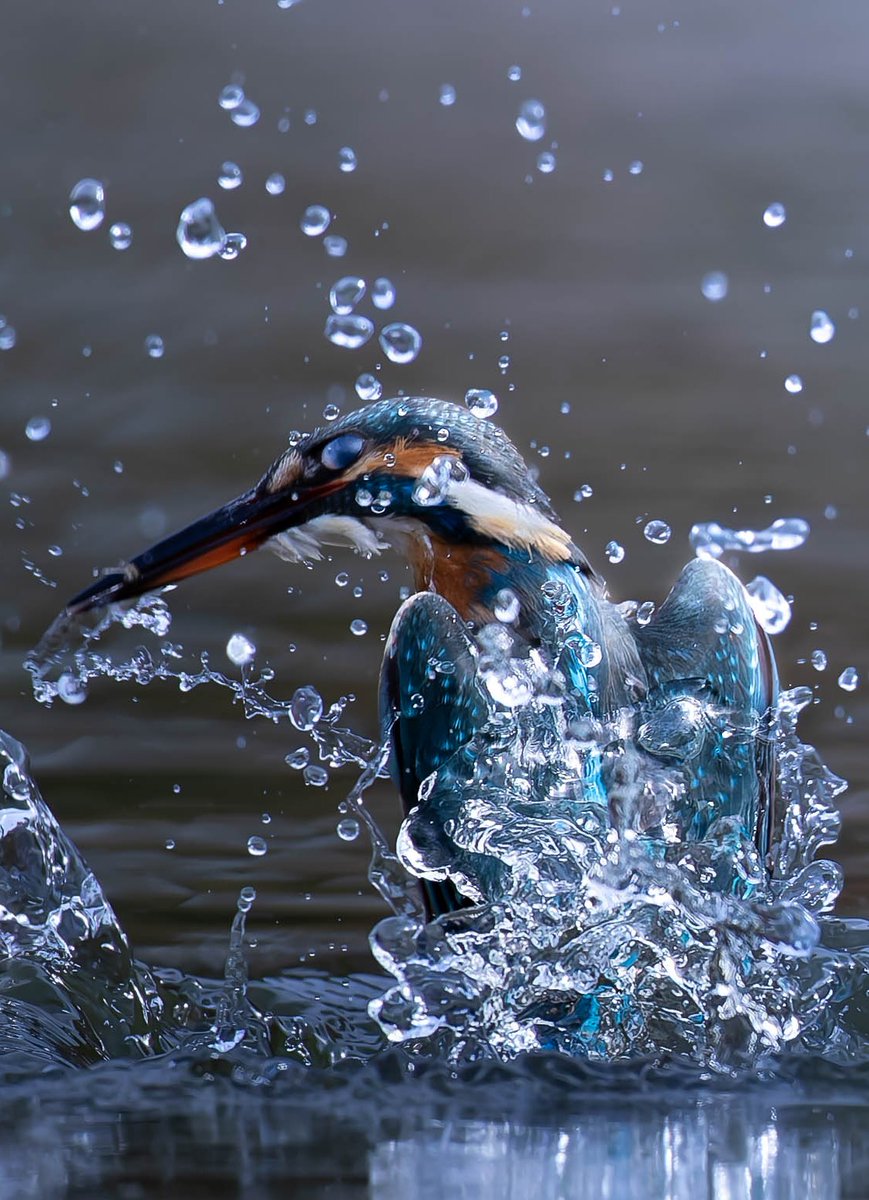 明日はライブ🎸だけど、朝ちょっとだけ撮りに行こうかなぁ…🤔🤣
#カワセミ