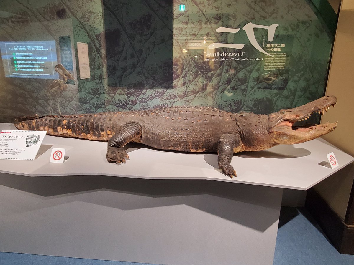 ワニの特別展にも寄ってきた🐊 剥製とか古文書とかワニインスパイアな