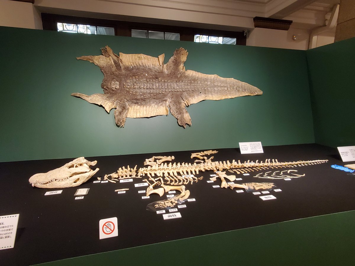ワニの特別展にも寄ってきた🐊 剥製とか古文書とかワニインスパイアな