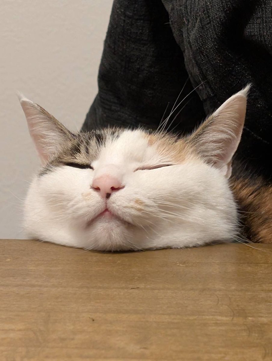 imaikoki2's tweet photo. 猫みたいな肉まん https://t.co/WRwLFkHLSQ