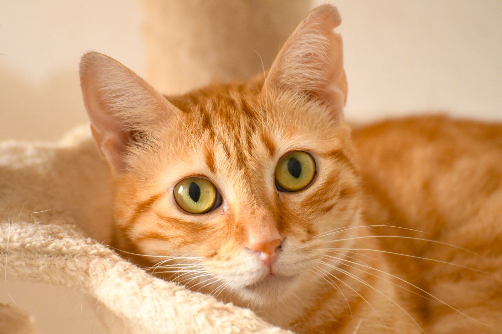 🐾 Murga sigue en adopción 💔
Fue rescatada hace tiempo, pequeñita y asustada tras pasar un día atrapada en un camión.
Hoy ha crecido y sigue esperando su oportunidad… 🏡✨
¿Le das la vida que merece?

📲 621260314 - WhatsApp
👉 Protocolo: bit.ly/ProtocoloAdopc…