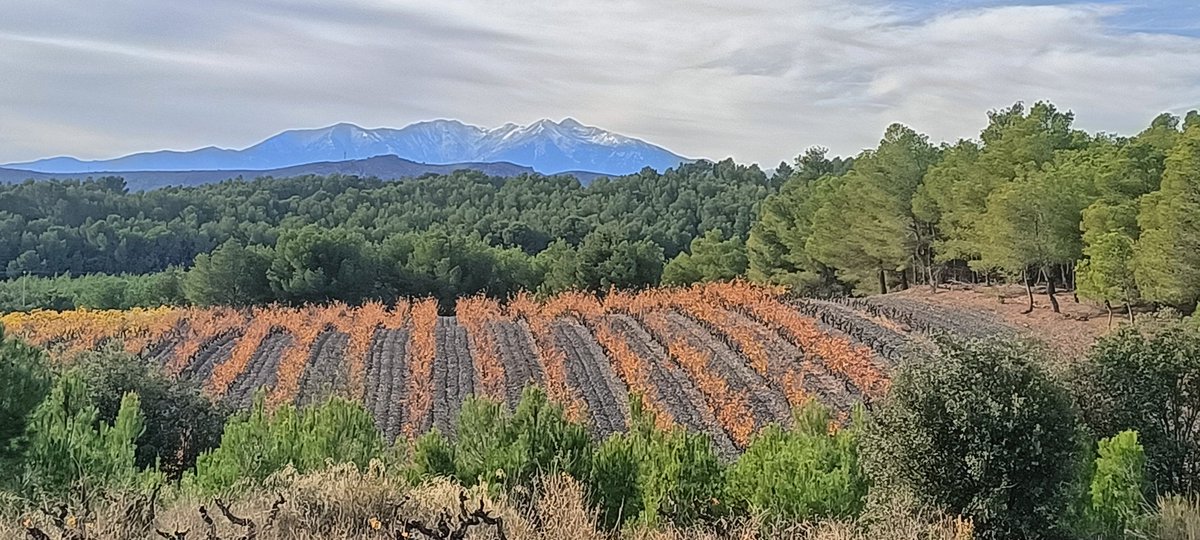 Vinyes del Rossellò. #Catalunyanord