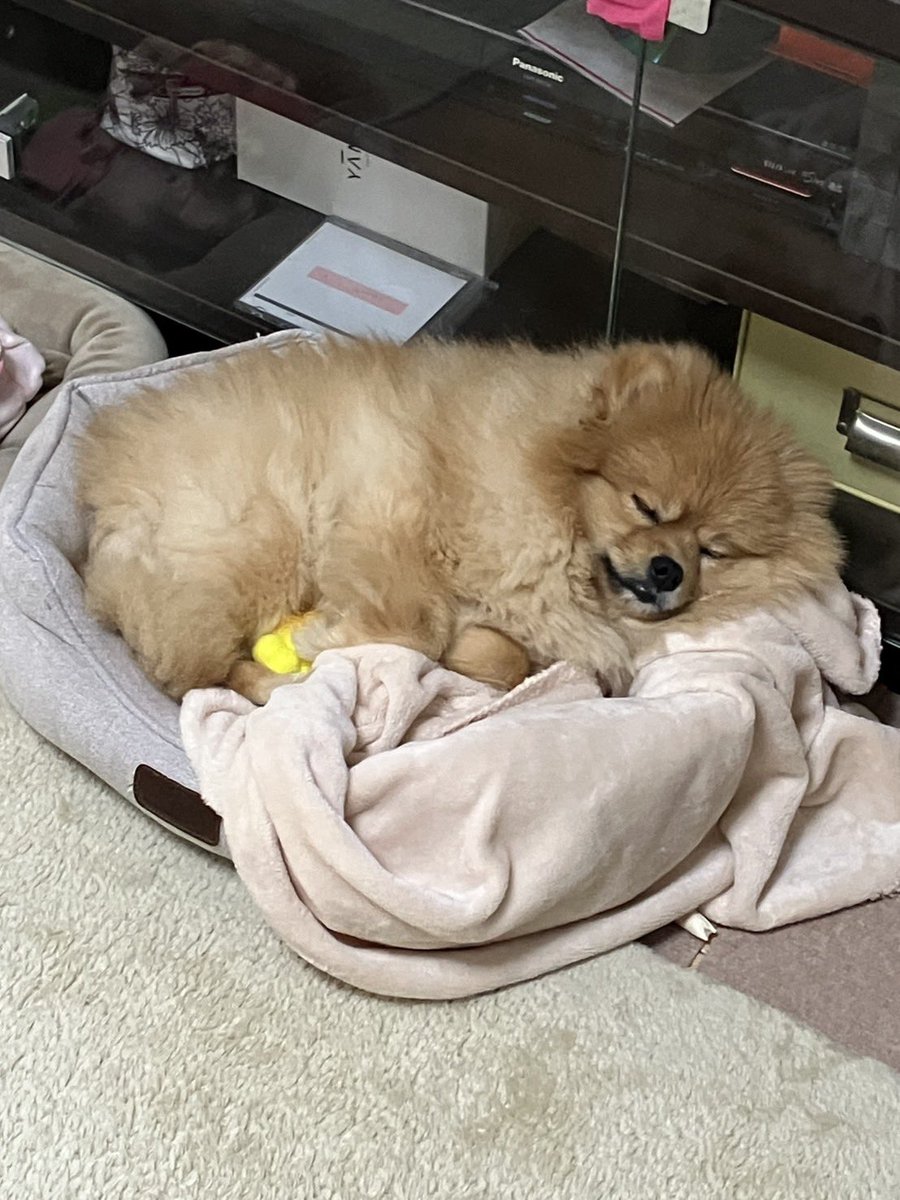 チャロとボンボン（ポメラニアン兄妹） (@chabon_pome) / Posts / X