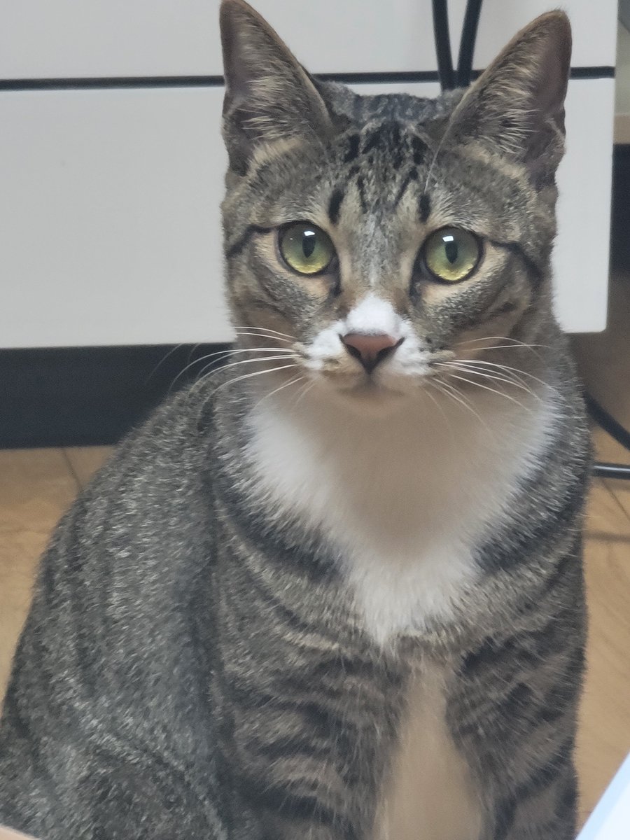 nomorelostpets's tweet photo. 전북 전주시 송천동에서 유실된
고등어태비 고양이 루카를 찾습니다!

*학생 보호자분이 홀로 찾고 계셔요ㅠㅠ https://t.co/T3L8Wbr8DZ