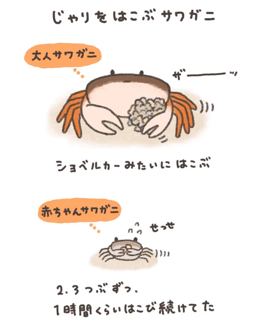 赤ちゃんサワガニ、こんな小さいのにせっせと働いててえらすぎる
#さわがにっき 🦀 