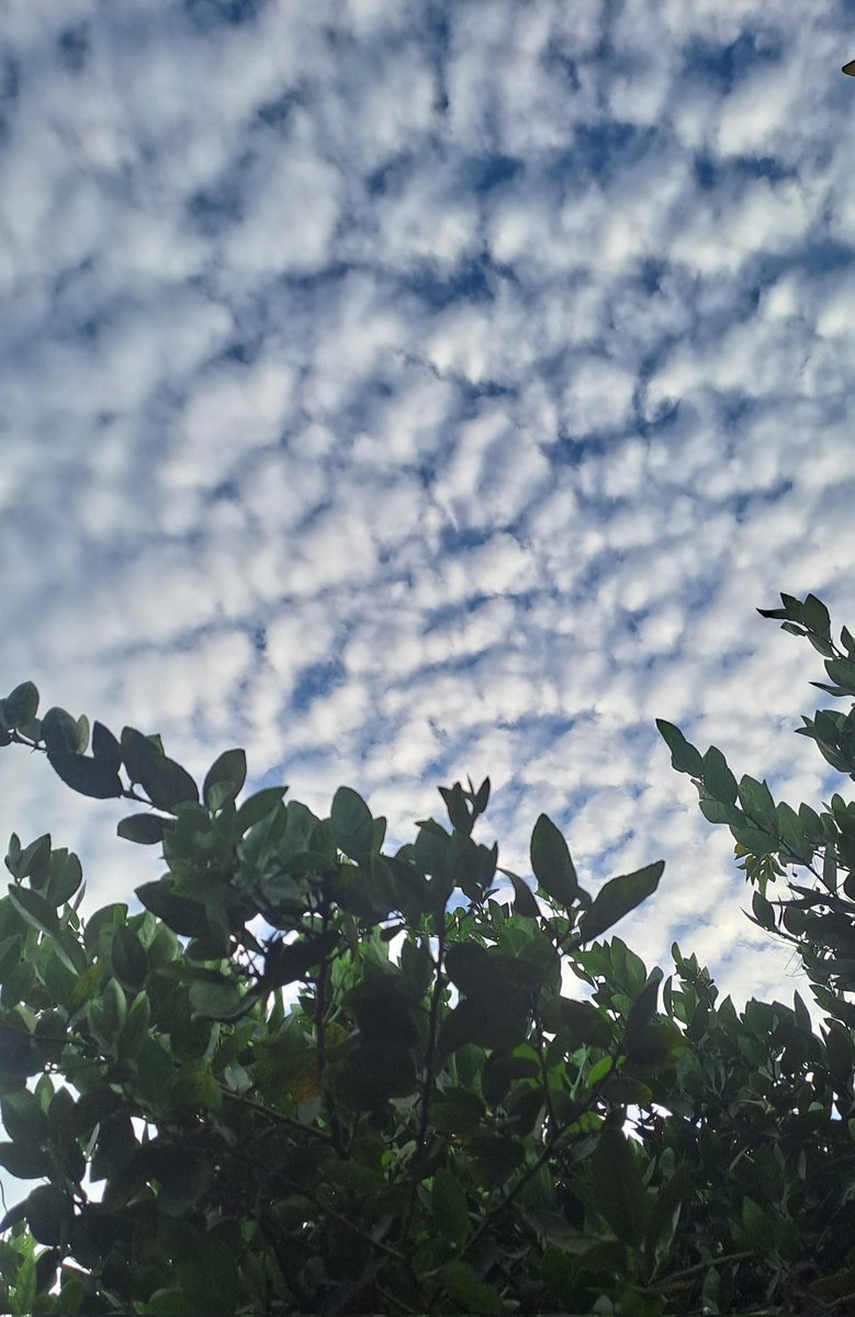 Lo que me encanta tomarle fotos al cielo, hace unos días se veía así y pensaba en el nuevo álbum de <a href="/humberdz/">Humbe</a>... Y ahora sé que definitivamente lo es, el cielo grita: DUEÑO DEL CIELO 🩵☁️