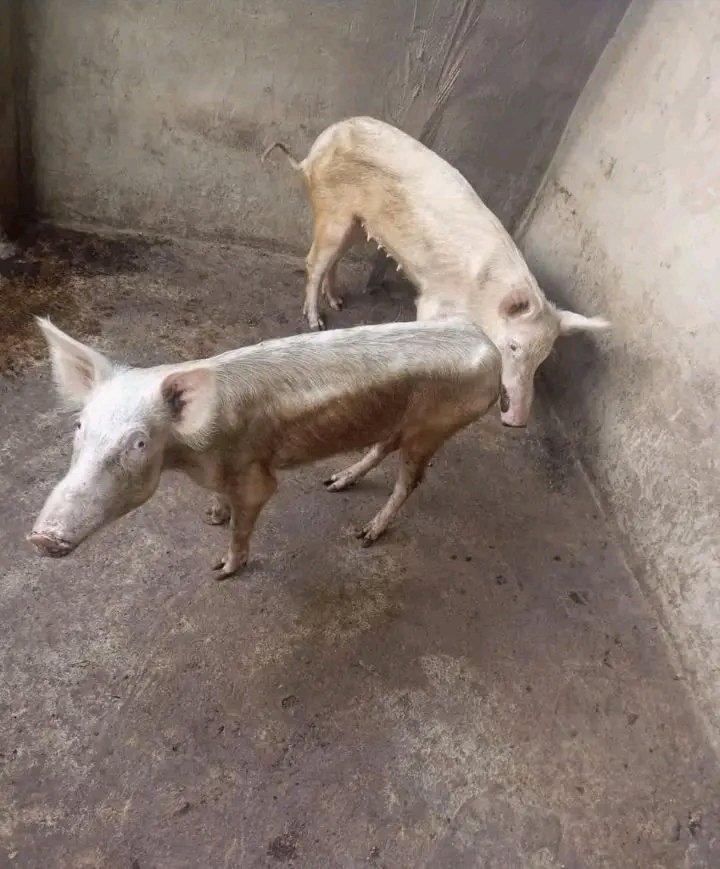 HarrysonOjiambo's tweet image. Bring your orders