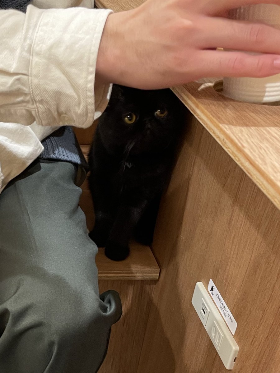 m0_tarou2's tweet photo. ゲームは飽きててログインすらしてない😇
猫カフェ行って服に餌ぶち撒けられた😇
モモンガ可愛すぎて課金が止まらん😇 https://t.co/VorGEa6IhX