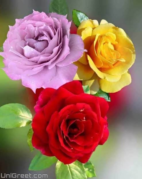Dr. S. R. Garg ( 💯 % follow back) tweet media