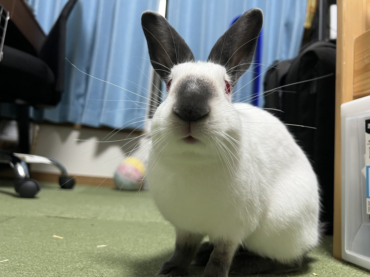 かまってほしいまなざし
#うさぎ
#ヒマラヤン
#ヒマ日記　532日目