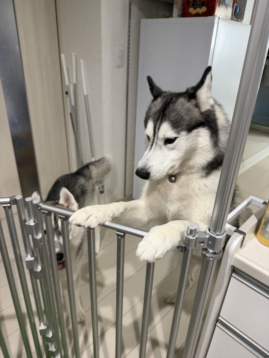 Genie(ジーニー) (@Genie_0213) / Posts / X