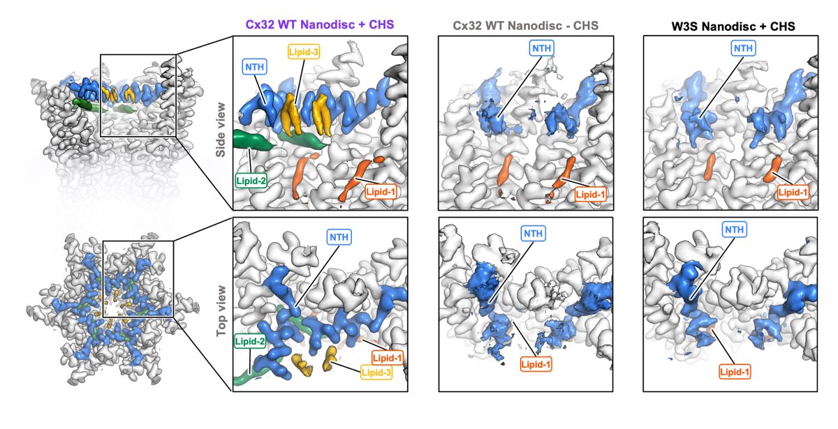 Korkhov Lab tweet media