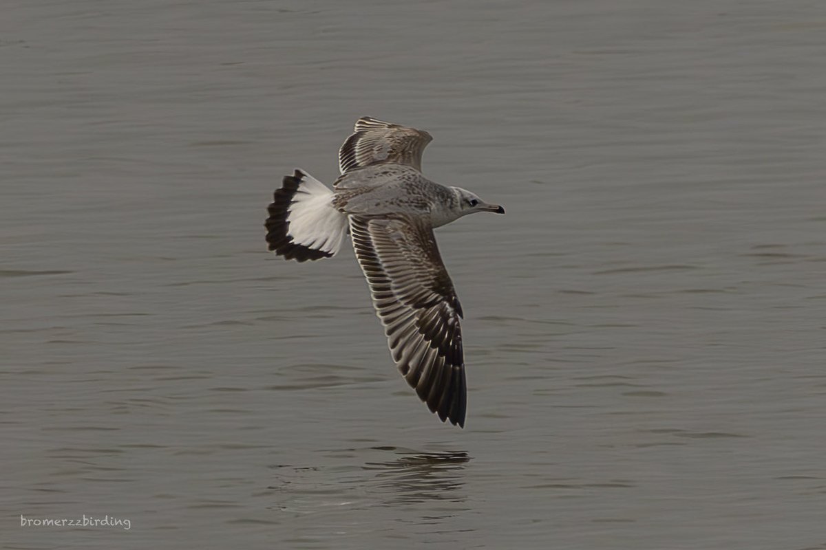 bromerzz tweet media