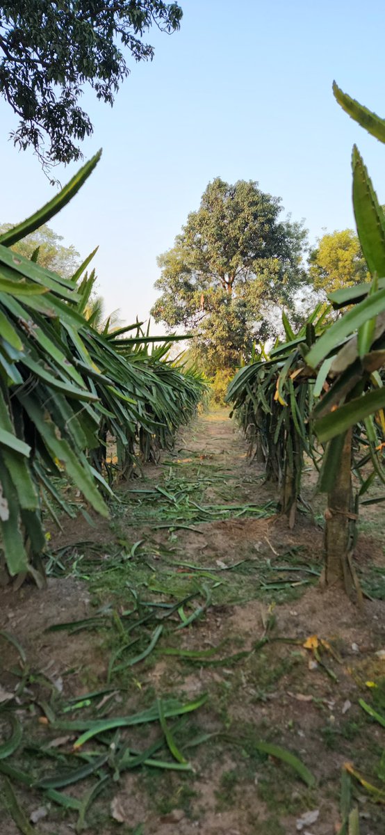 AllureAgro's tweet photo. Pruning after harvest isn’t just routine — it’s strategy. ✂️It saves plant energy, improves disease control &amp; boosts healthy branching…Which means more flowers, more fruits, and a bigger yield next season. #dragonfruitodisha #allureagrodragonfruit https://t.co/rLzT9rGajs