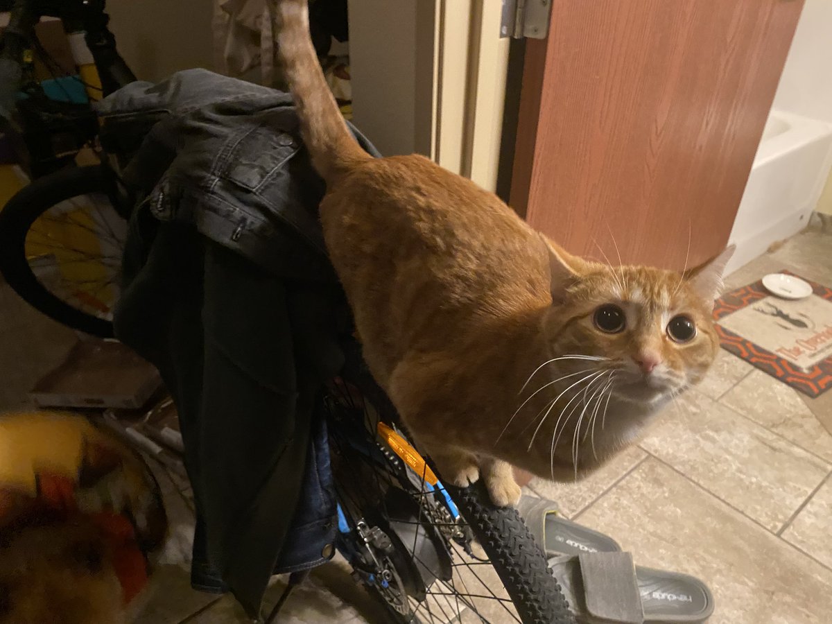 Matt Ramsey tweet media