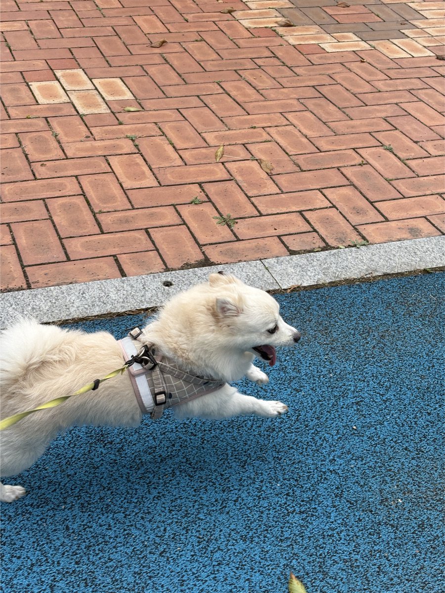 <a href="/myssysinb/">미스</a> [lunedi_u_niverse] 꼬미 is cooking her debut 🤣