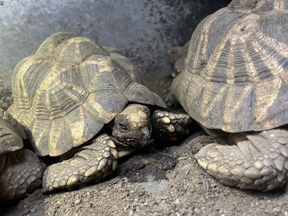 はい、次はビルマ😱
今週病院ばっかり行ってます💦

肺炎には至っていないのが不幸中の幸い😭

#ビルマホシガメ