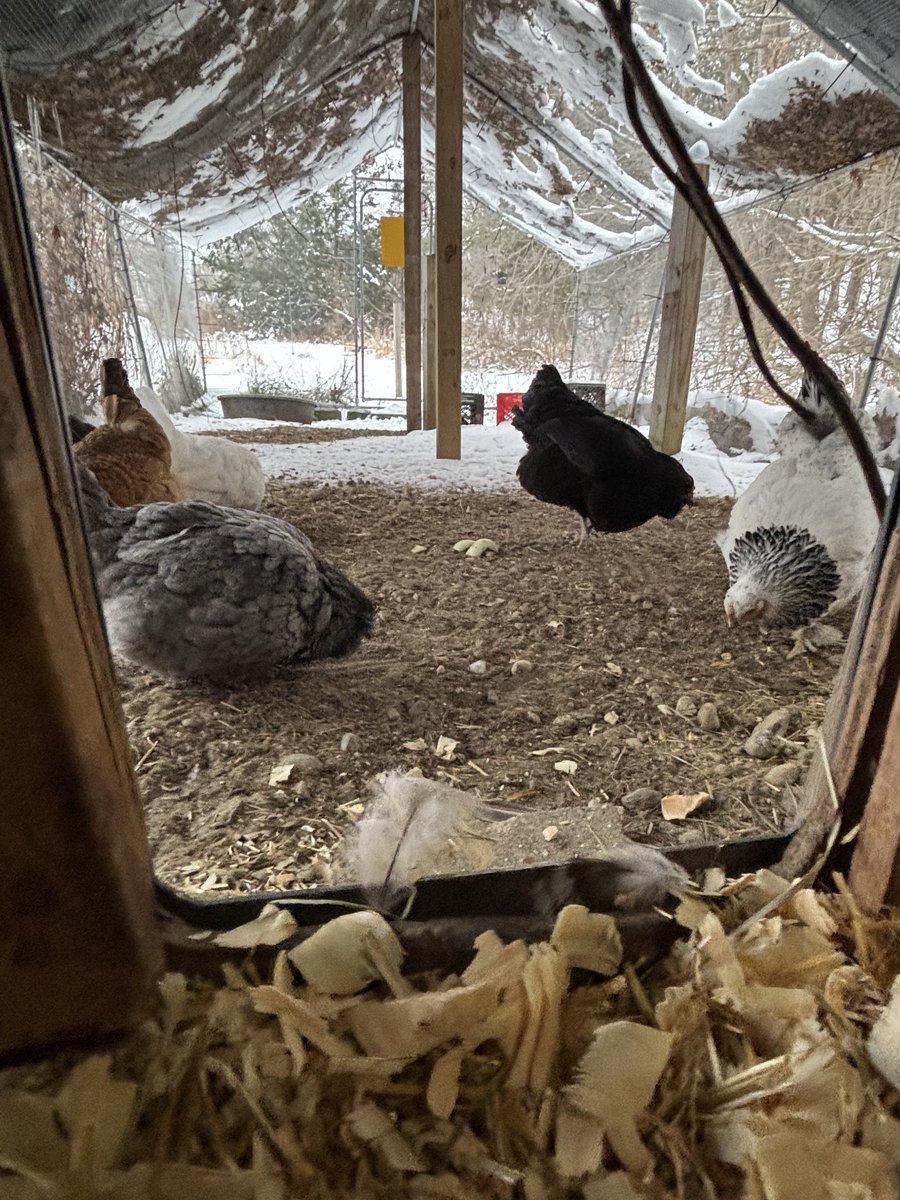 Beekeeping in Maine 🐝 🍯 🐝 tweet media