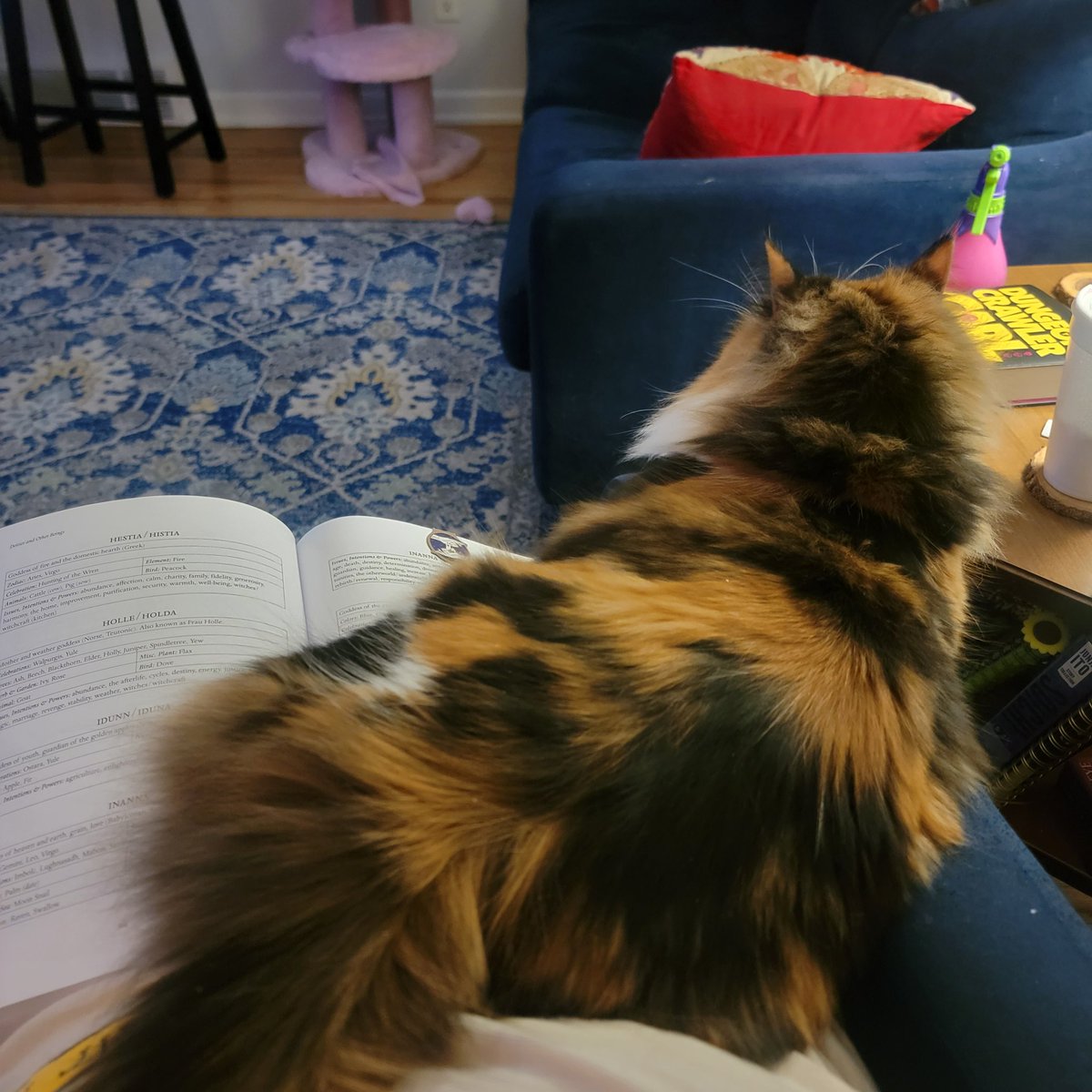 Koi: No reeding! Pay attention to mee! 😡😾