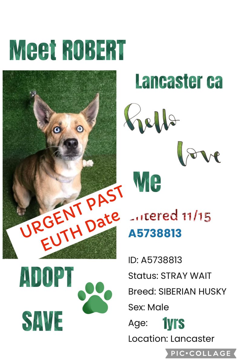 SarahjaneGille1's tweet image. 🆘🆘How Handsome is ROBERT #A5738813 1yrs old Male #PUPPY ago now #Adopt him @AnimaLancaster or HELP #REPOST #TAG #SAVE #RESCUE #FOSTER entered 11/15 time is ticking given 10 days #shadowhuskyrescue #pawsforlife9 #alljoy4paws #packlyferescue #furpawshuskyrescueaz #maedayrescue 🆘