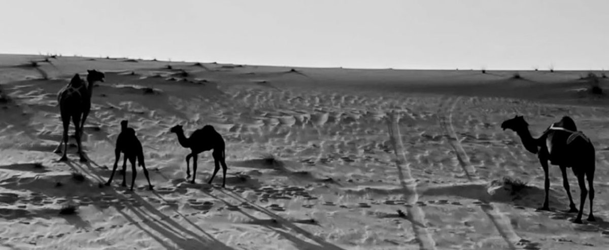 ماخاشرك فالغلا غير بنات البعير 
لبى خشيمك وهي لبى عرانينها
