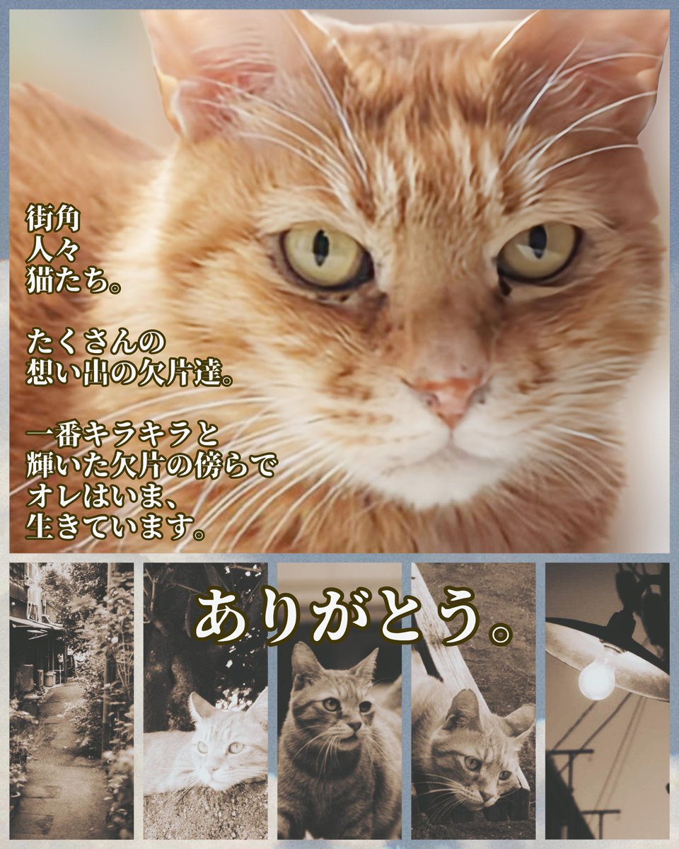 pX9RsmBCd5UQyfE's tweet photo. #ねこかますさん
#釿汰
#memory2
金色の日々
金色の足跡 https://t.co/PvAD1DR7mK