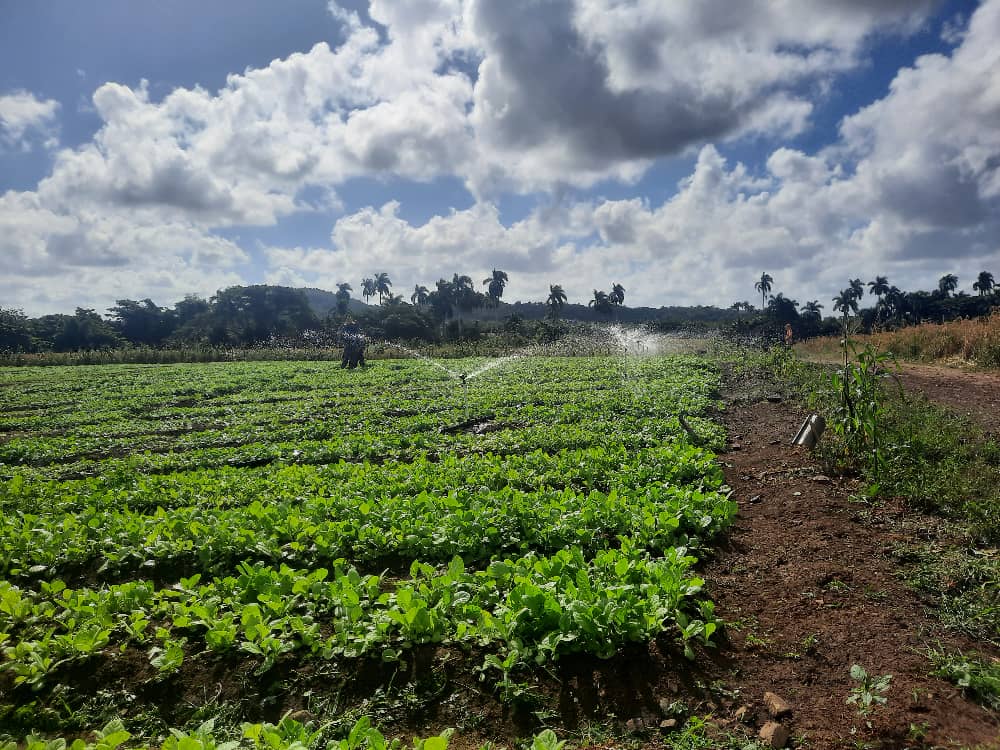 <a href="/DiazCanelB/">Miguel Díaz-Canel Bermúdez</a> <a href="/DeivyPrezMartn1/">Deivy Pérez Martín</a> <a href="/AlexisLorente74/">Alexis Lorente Jiménez</a> <a href="/MMarreroCruz/">Manuel Marrero Cruz</a> <a href="/alfonso_noya/">Alfonso Noya Martínez🇨🇺</a> <a href="/IcsCuba/">Instituto de Información y Comunicación Social</a> <a href="/radio_cubana/">Radio Cubana</a> 💻 Desde la plataforma de internet en Radio Sancti Spíritus se sugiere:
🌿 Un veguero de honor.🌿 radiosanctispiritus.cu/es/un-veguero-…
#GenteQueSuma 
#SanctiSpíritusEnMarcha