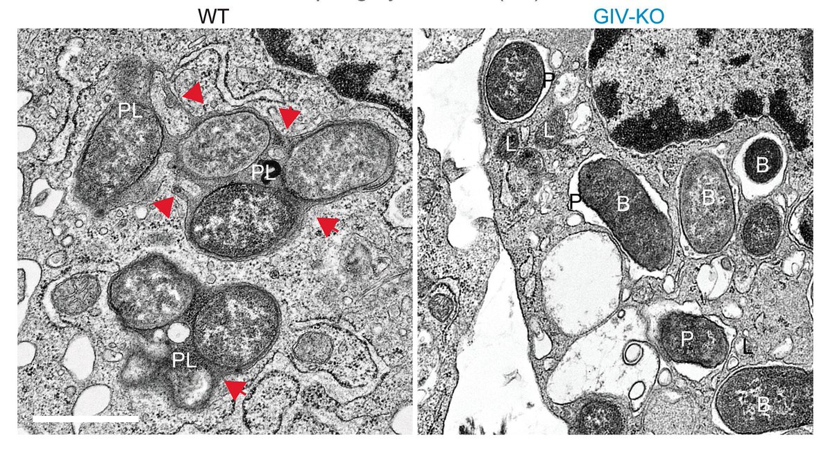 Journal of Clinical Investigation tweet media