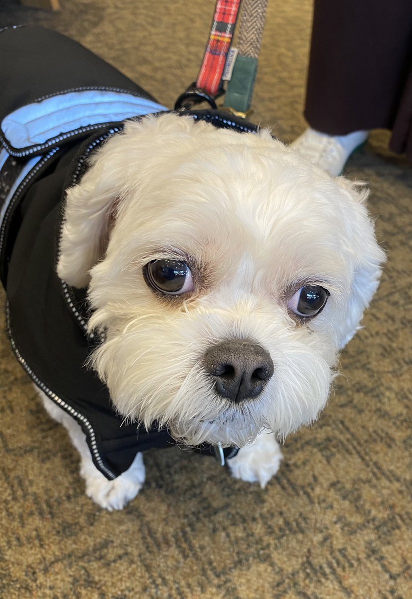 WaterstoneDerby's tweet image. What a lovely #dogoftheday
We love seeing your furry friends #dogfriendly