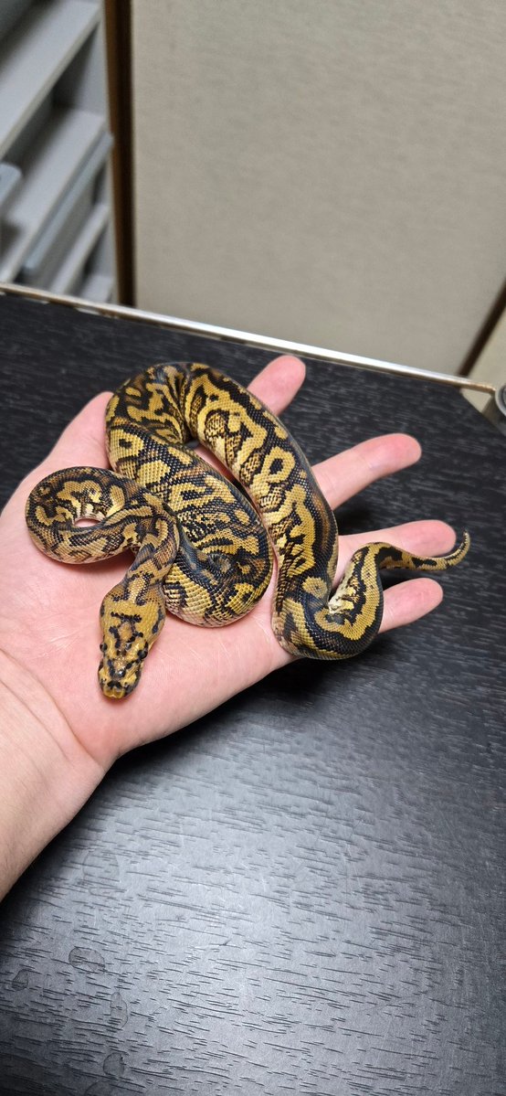 【ichimaruyon❗】ALDIES（ヒョウ柄 パイソン柄）2枚まとめ asahi 🐍@ α R's⚜️12/13マンダリン👗🥂 (@asahi_royals) / Posts / X